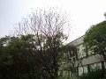 DSCI0038